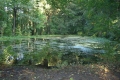 Teich im Gemeindewald